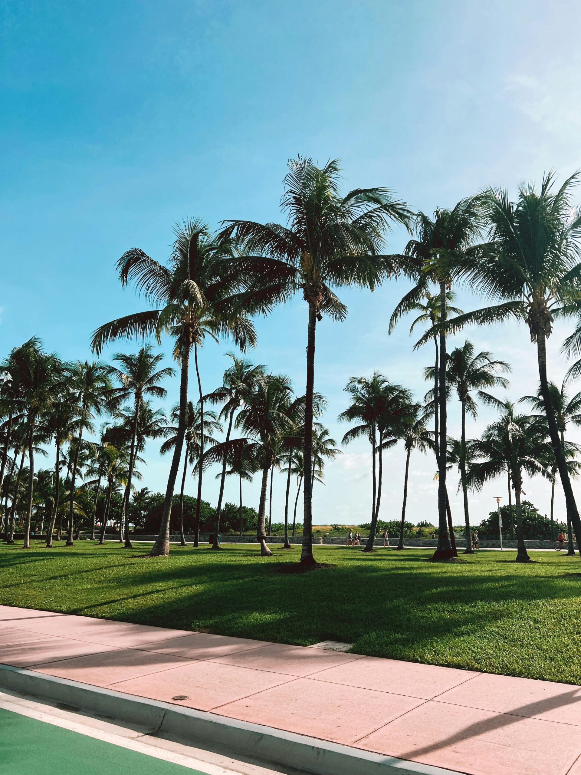 Lush palm trees in a sunny Miami park, offering a tropical and serene landscape.